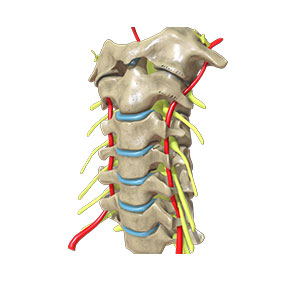 Featured image for “Cervical Spine”